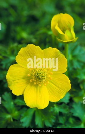 Trollius acaulis Stock Photo