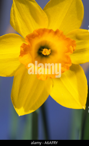 Spring colour in the garden daffodils narcissus fortune Scotland UK Stock Photo