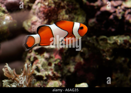 Clown Fish Stock Photo