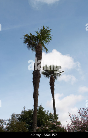 South Coast of England, UK. A pair of Chusan Palm trees (Trachycarpus fortunei) against blue sky Stock Photo