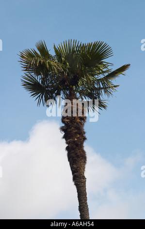 South Coast of England, UK. A single Chusan Palm tree (Trachycarpus fortunei) against blue sky Stock Photo