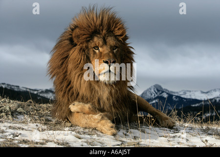 Barbary lion Panthera leo leo male Stock Photo