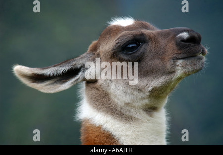 A Llama at the Inca Archealogical site of Machu Picchu in Peru South America llama Stock Photo