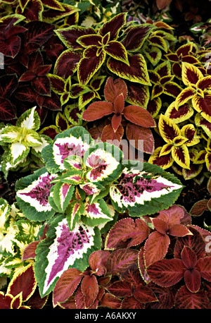 Mixed foliage Coleus species UK Stock Photo