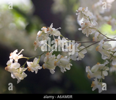 Oncidium Twinkle (white form) orchid in Enid A Haupt Conservatory at New York Botanical Gardens Bronx New York City NY USA Stock Photo