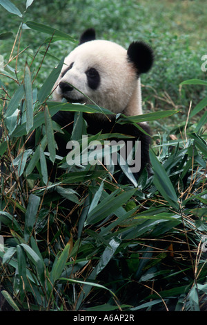 China, Sichuan, Chengdu, Giant Panda (Ailuropoda melanoleuca), two year old panda eating bamboo leaves Stock Photo