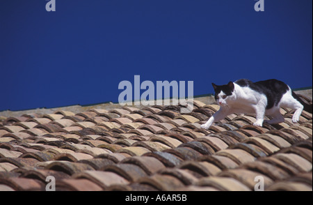 Black and white cat on tiled roof, Spain Stock Photo