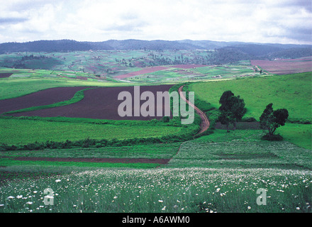 Pyrethrum daisies and ploughed field in farmland on west side of Great Rift Valley Kenya East Africa Stock Photo