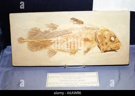 Plaster cast of Coelacanth fossil Durban Museum South Africa Stock Photo