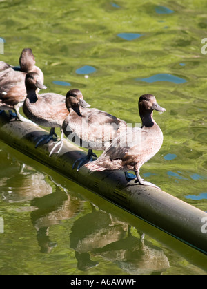 Family of Scaup ducks or Black Teals Aythya novaeseelandiae chillling out along a pipe for a sunbath Stock Photo