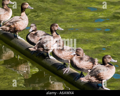 Family of Scaup ducks or Black Teals chilling out along a pipe for a sunbath Stock Photo