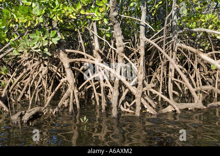 Prop roots of Red mangroves along coastline of Manda Island near Lamu Kenya Stock Photo