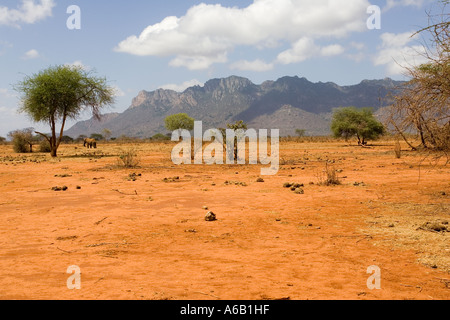 Area damaged through overgrazing by elephant in Ngulia Rhino Santuary Tsavo West National Park Kenya Stock Photo