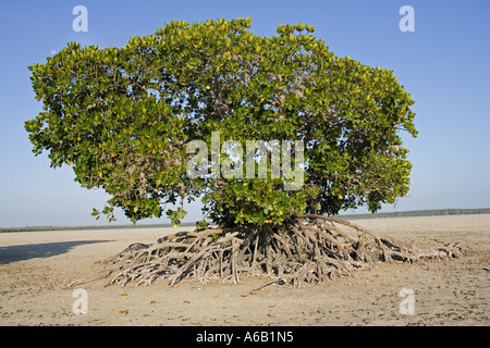 Red mangroves at Mida Creek near Watamu Kenya Stock Photo