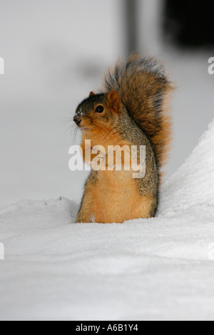 A fox squirrel foraging in fresh snow. Stock Photo