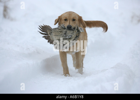 Golden Retriever carrying a pheasant. Stock Photo