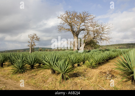 Sisal plantation on recently cleared land with baobab trees remaining near Mombasa on Kenya Coast Africa Stock Photo