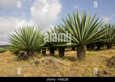 Sisal plantation near Mombasa on Kenya Coast Africa Stock Photo