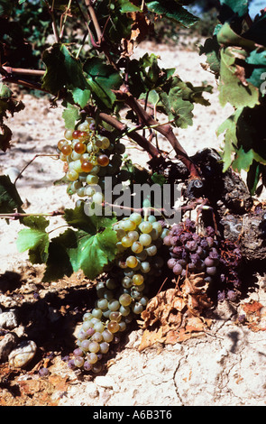 Climate change, global warming Spain. Overripe fruit dried white grapes parched dry cracked soil, rot, drought. Spanish agriculture and wine industry. Stock Photo