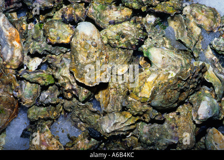 Oysters in shells. Shellfish France, Paris, Pile of fresh oysters. Dining and seafood. Stock Photo