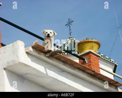 Dog guards roof garden old quarter of Velez Malaga Spain Stock Photo
