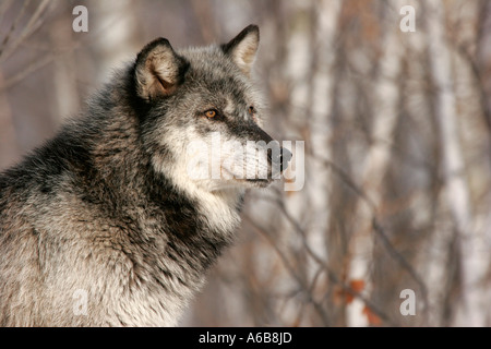 Black Timber Wolf profile in Northern Minnesota Stock Photo