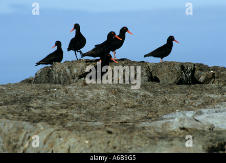 African Black Oyster Catcher, Haematopus moquini, flock sitting on rock in natural habitat, endangered birds, Cape Town, South Africa, birdlife Stock Photo