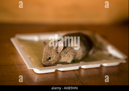 Dead mouse caught in a sticky glue trap on a wooden floor Stock Photo