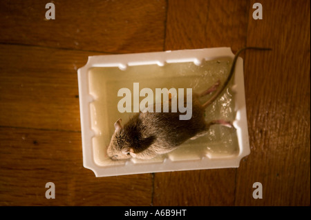 Dead mouse caught in a sticky glue trap on a wooden floor Stock Photo