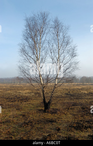 A foggy day in sutton park uk with a barren landscape and a lonely tree Stock Photo