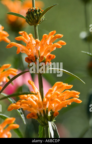The orange flowers of the South African grassland shrub, Leonotis leonorus also known as lion's tail and wild dagga, in bloom. Known as a drug. Stock Photo