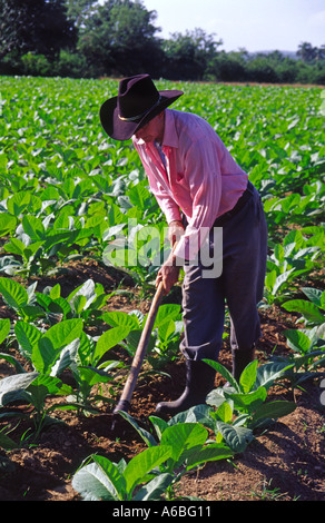 Tobacco farmer near Vinales in the Pinar del Rio Province of Cuba Stock Photo