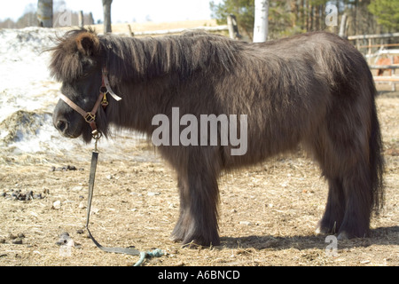 hairy pony standing still Stock Photo