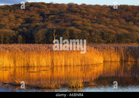 Evening light on reedbeds at Leighton Moss a Royal Society for the Protection of Birds reserve near Silverdale Lancashire Stock Photo