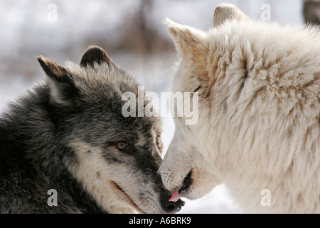 Wolves Courting Black and White Timber Wolves courting in Northern Minnesota Stock ...