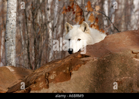 White Timber Wolf behind a rock in Northern Minnesota Stock Photo