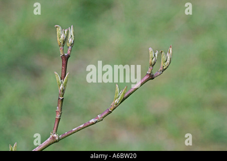 COMMON DOGWOOD Cornus sanguinea Stock Photo