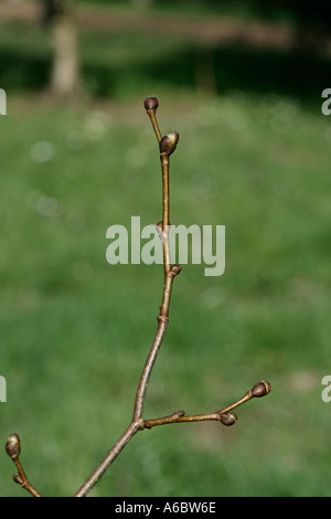 SMALL LEAVED LIME Tilia cordata Stock Photo