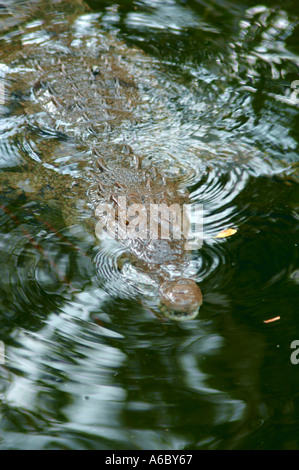 A color horizontal photo of a Jamaican Crocodile approaching in the Black River in Jamaica Stock Photo