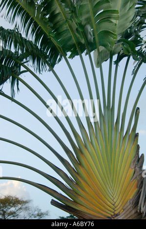 A color vertical image of the fan like crown and leaf stems and leaves of a Travelers Palm Tree with blue sky behind Stock Photo