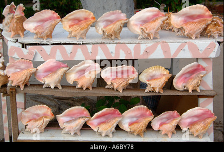 A color horizontal image of a display of Queen Conch Shells on three rows of six on homemade shelving Stock Photo