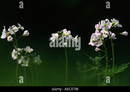 Lady's Smock or Cuckoo Flower (Cardamine pratensis). Group of plants flowering in a meadow. Sussex, England. Stock Photo