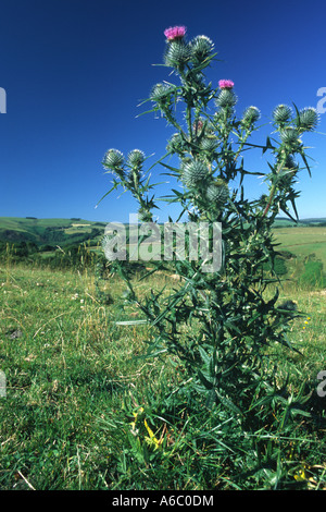 Spear Thistle (Cirsium vulgare) flowering in a hill pasture. Powys, Wales, UK. Stock Photo