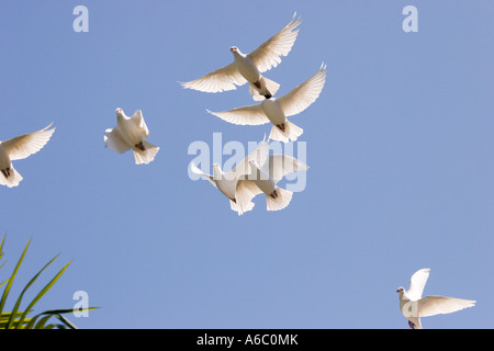 White pigeons seen in flight against a vivid blue sky. Stock Photo