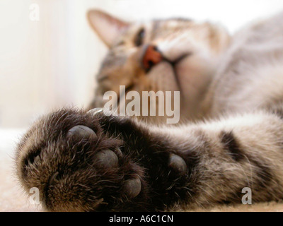 An amusing image of a cat asleep on its back with one large paw seen in sharp focus in the foreground. Stock Photo