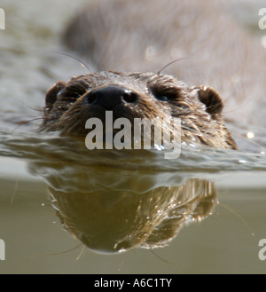 Otter swimming British Wildlife Centre Surrey Spring 2007 Stock Photo