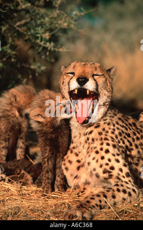 Cheetah Acinonyx jubatus Six week old cubs with mother Africa Middle East Stock Photo