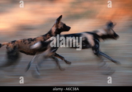African Wild Dog Lycaon pictus Chasing prey Endangered Sub Saharan Africa Stock Photo