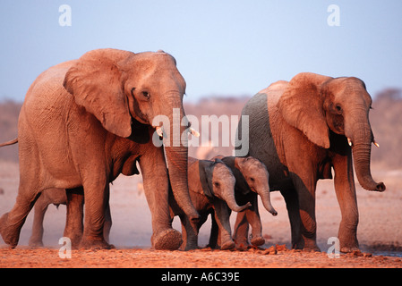 African elephant Loxodonta africana Family group Etosha N P Namibia Sub Saharan Africa Stock Photo