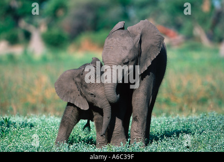 African elephant Loxodonta africana Calves playing Okovango Delta Botswana Sub Saharan Africa Stock Photo